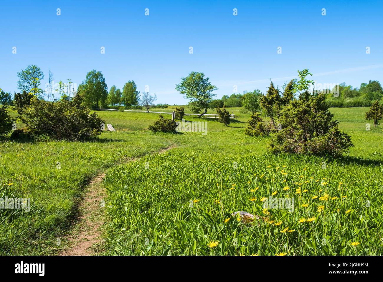Hiking trail on a flowering meadow Stock Photo