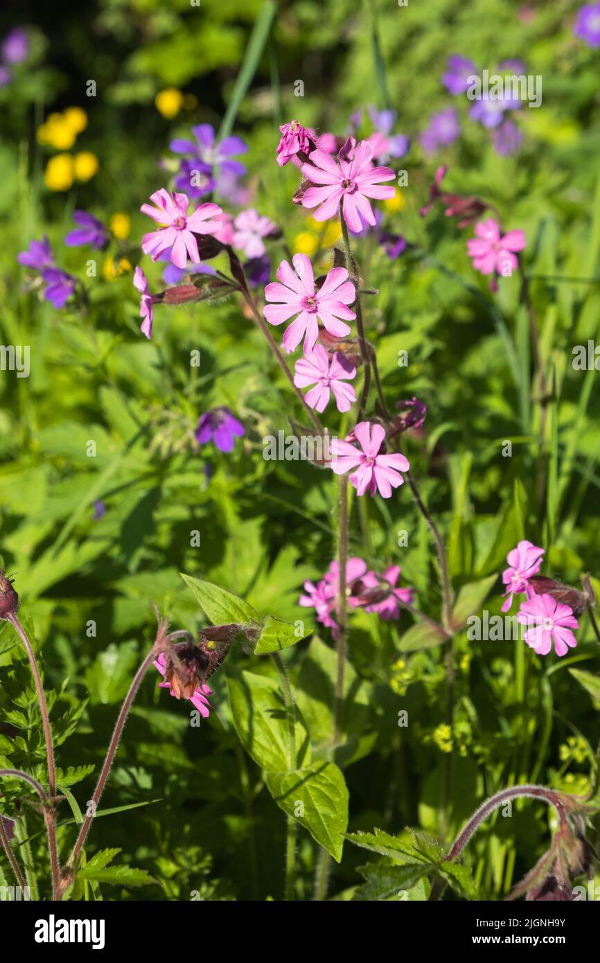 Beautiful Red campion flowers on a meadow Stock Photo