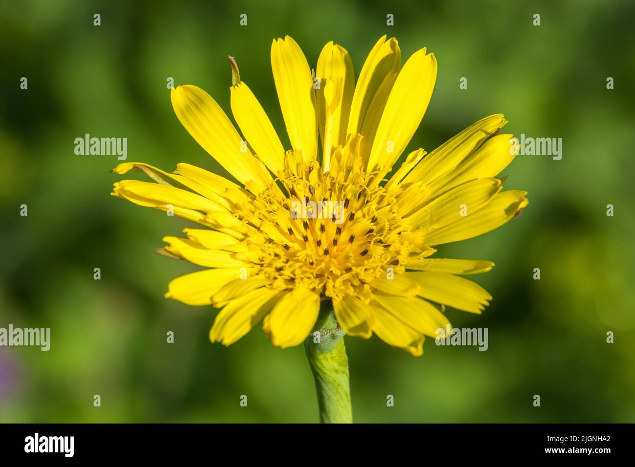 Beautiful Meadow salsify flower in the summer Stock Photo