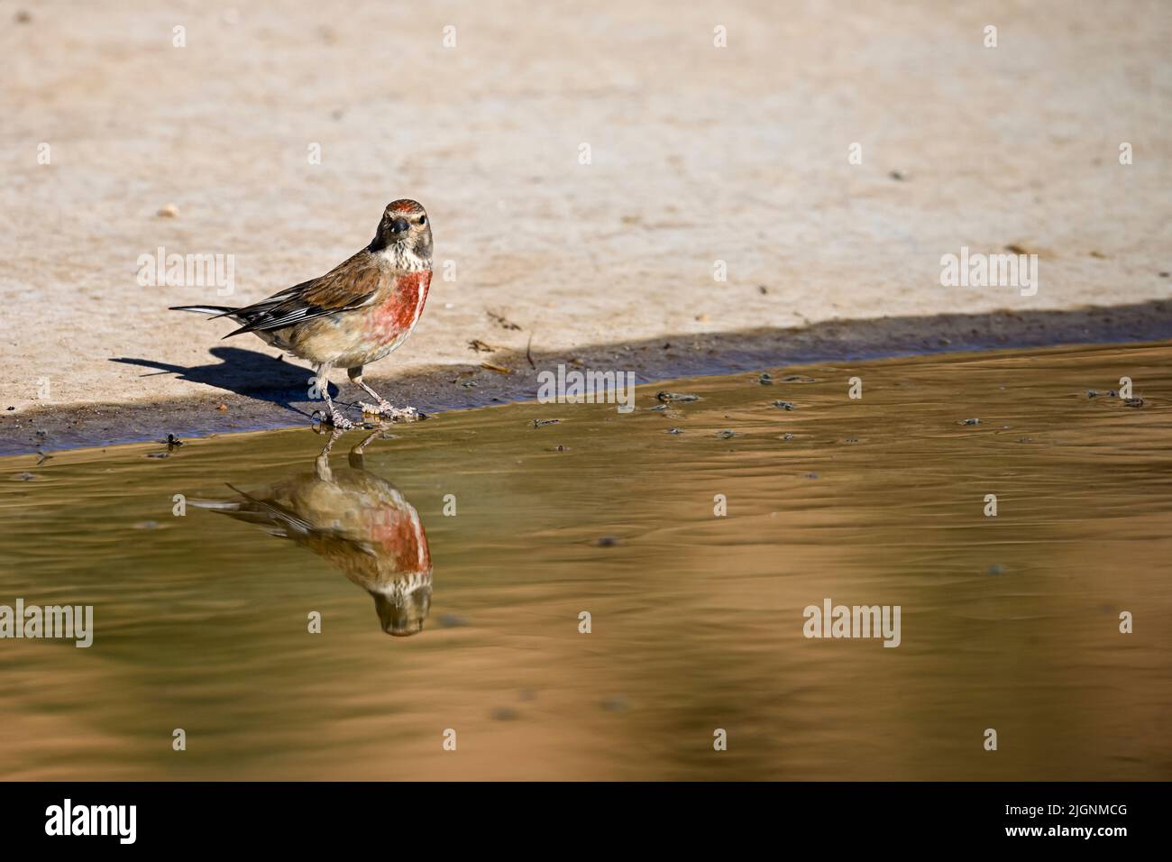 Common or Linaria cannabina, passerine bird of the Fringillidae family Stock Photo Alamy