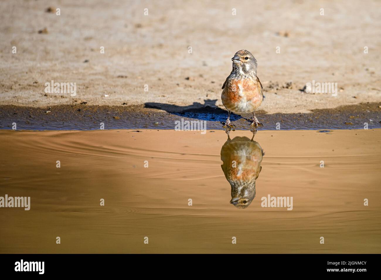 Common or Linaria cannabina, passerine bird of the Fringillidae family Stock Photo Alamy