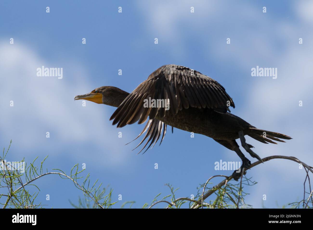 Cormorant lift off hi-res stock photography and images - Alamy