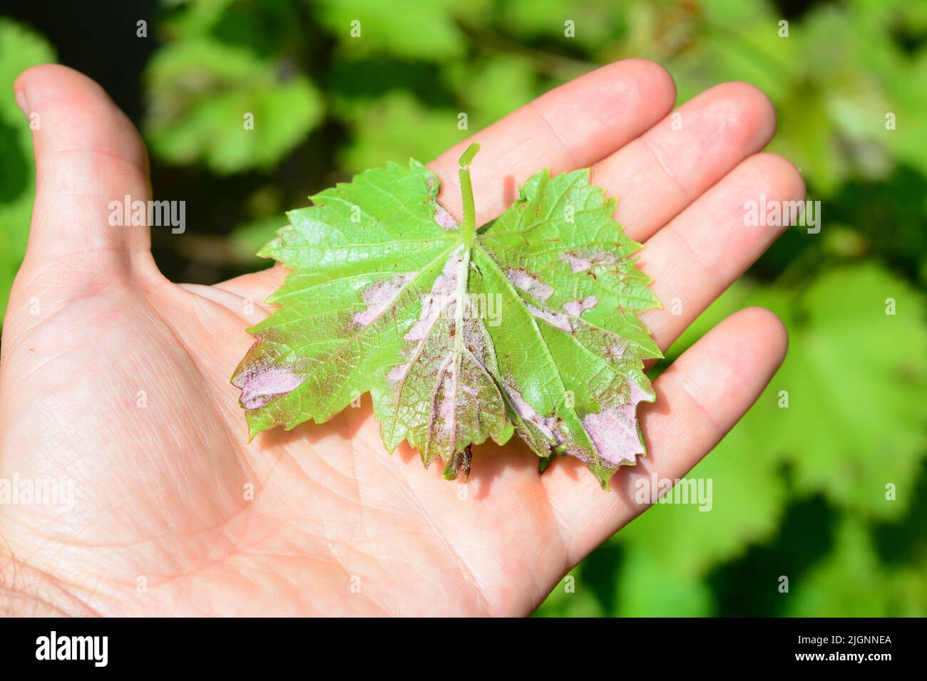 Grapevine infected by mildew grapevine disease. A grape's leaf with white downy fungal on the underside of the leaf. Stock Photo