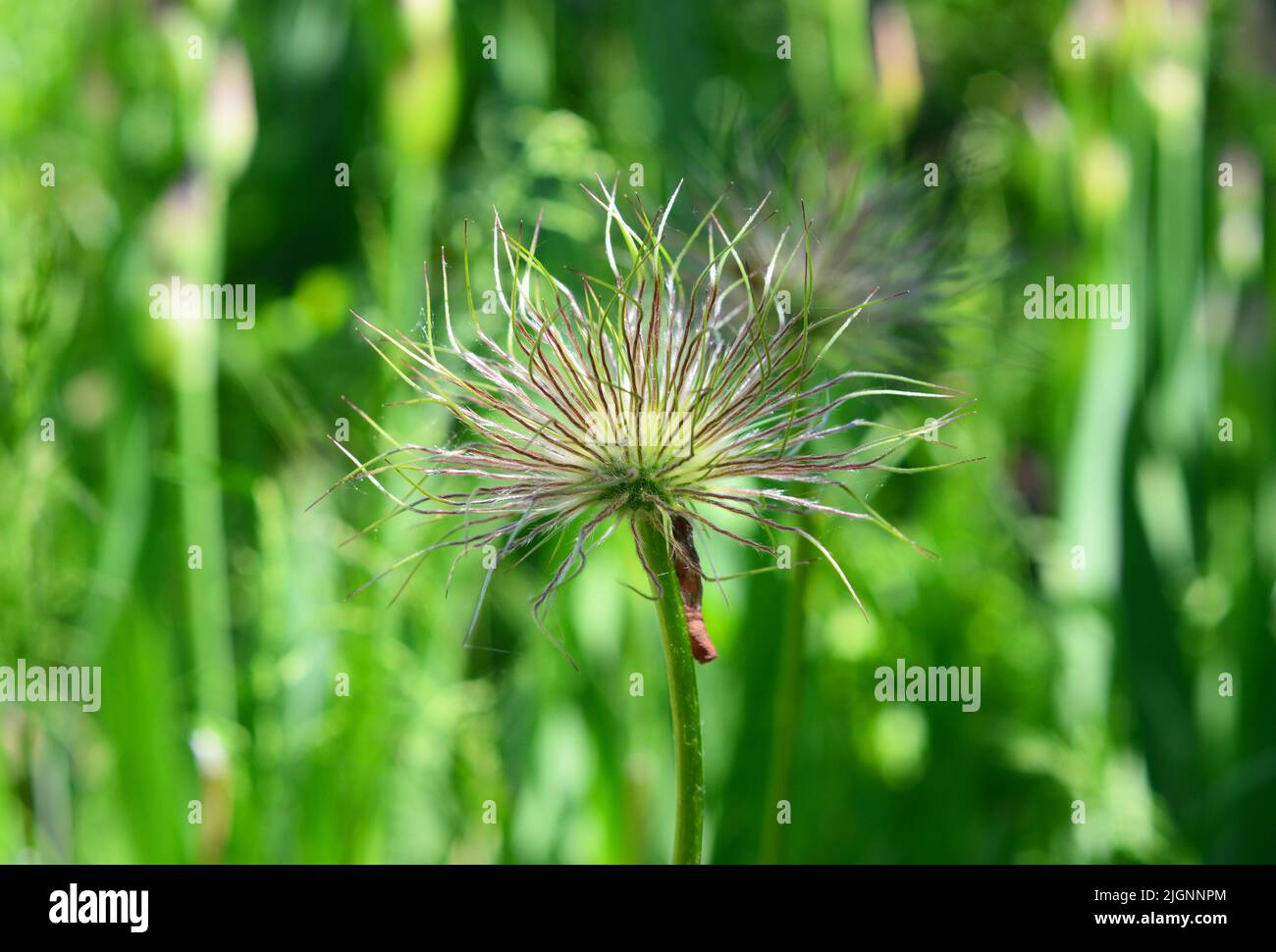 Beautiful pulsatilla patens, pacific anemone, anemone multifida, cutleaf anemone flower after blooming with ripening seeds. Stock Photo