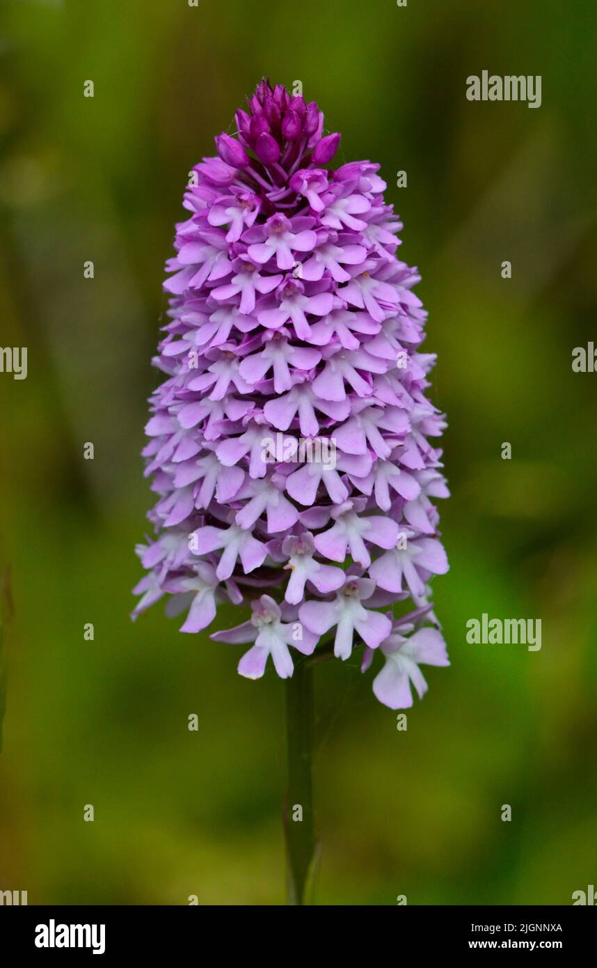 Pyramidal Orchid (anacamptis pyramidalis), Wales Stock Photo