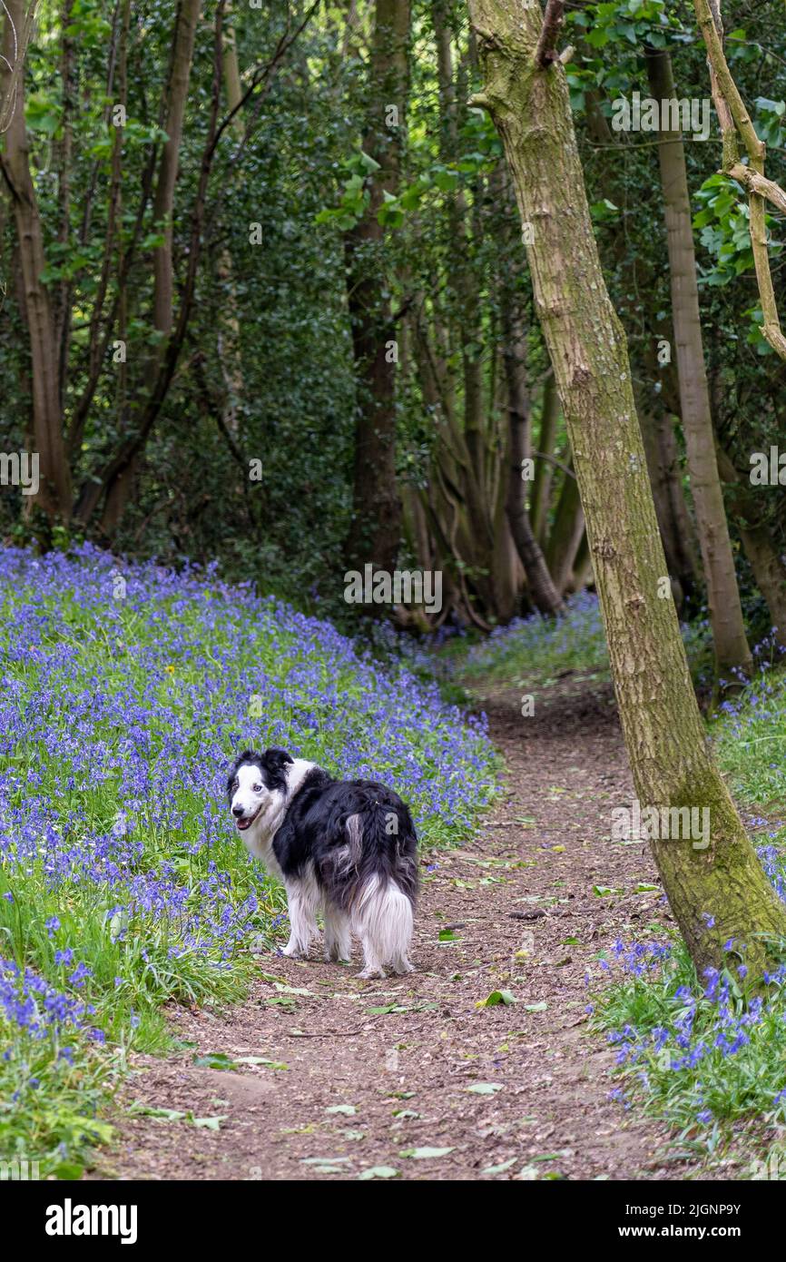 border collie dog being walked in a a springtime english wood amongst ...