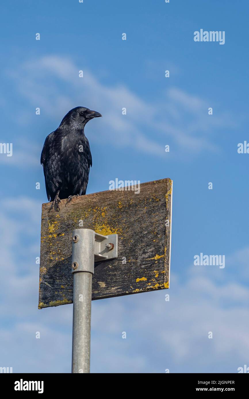 corvid sat on signpost Stock Photo