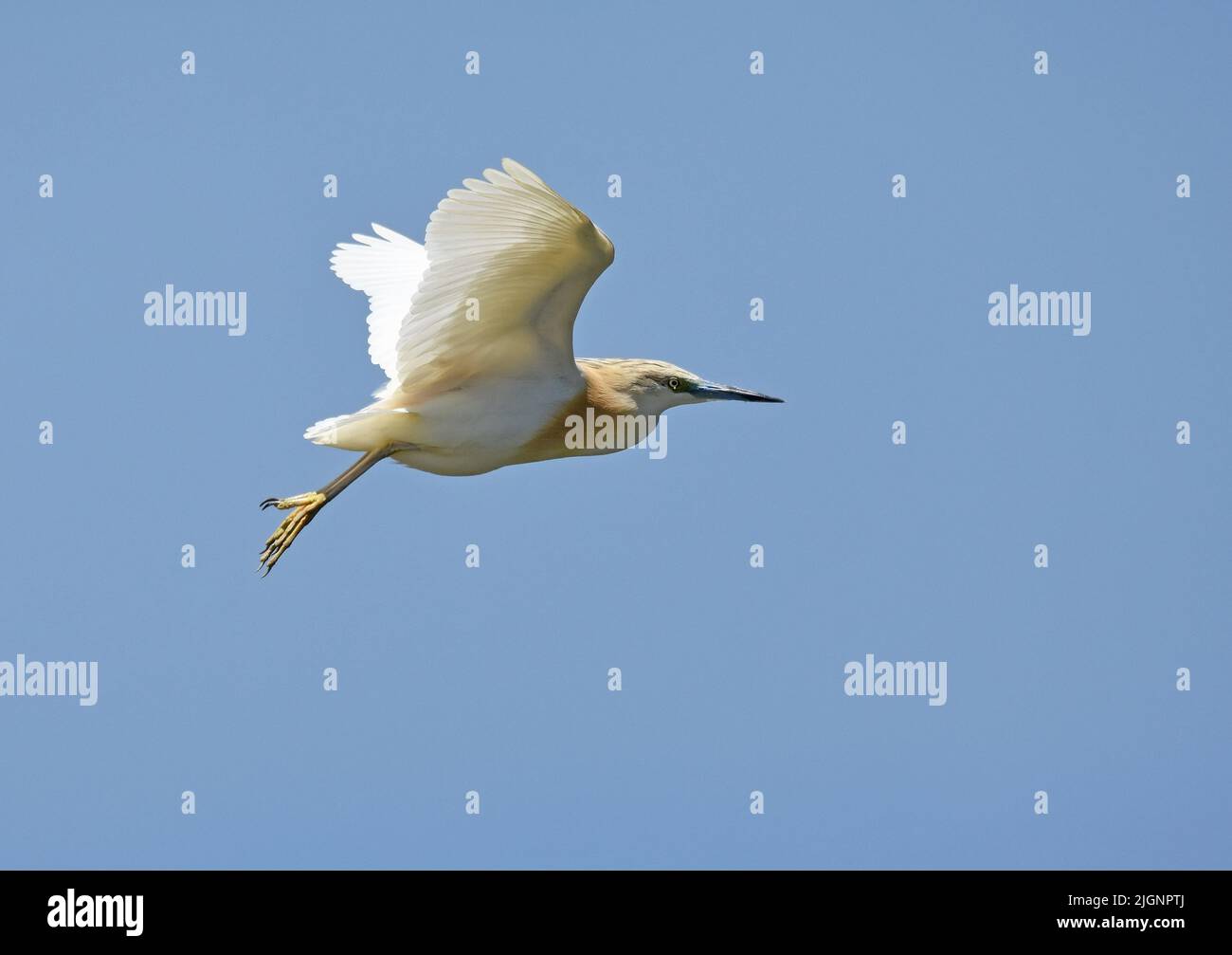 Squacco heron,Ardeola ralloides, flying Stock Photo