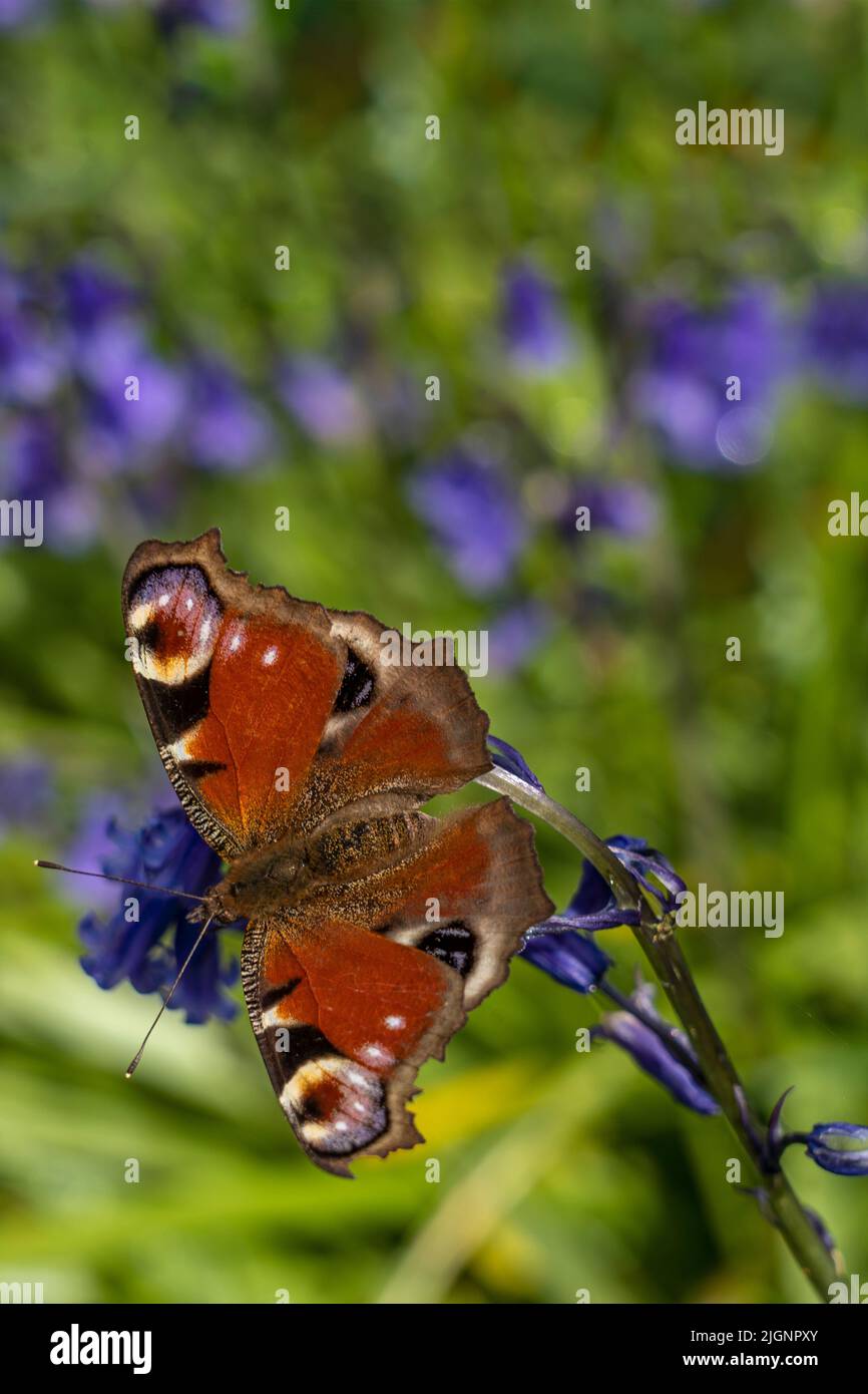 Peacock butterfly, Aglais io. on bluebell flower, Hyacinthoides non-scripta, in spring in an English woodland Stock Photo