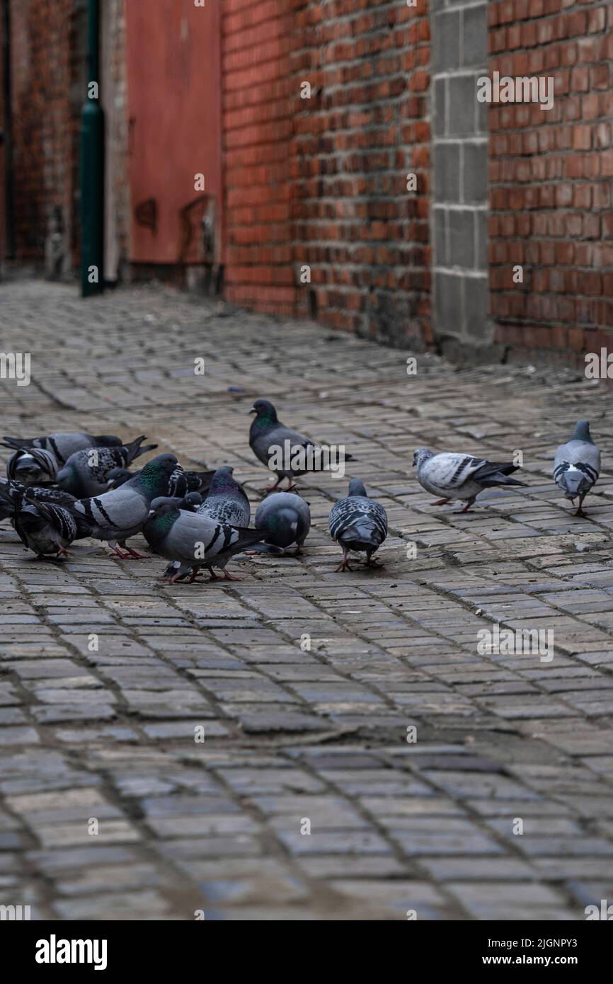 group of pigeon birds feeding in urban alley in city Stock Photo Biology Diagrams