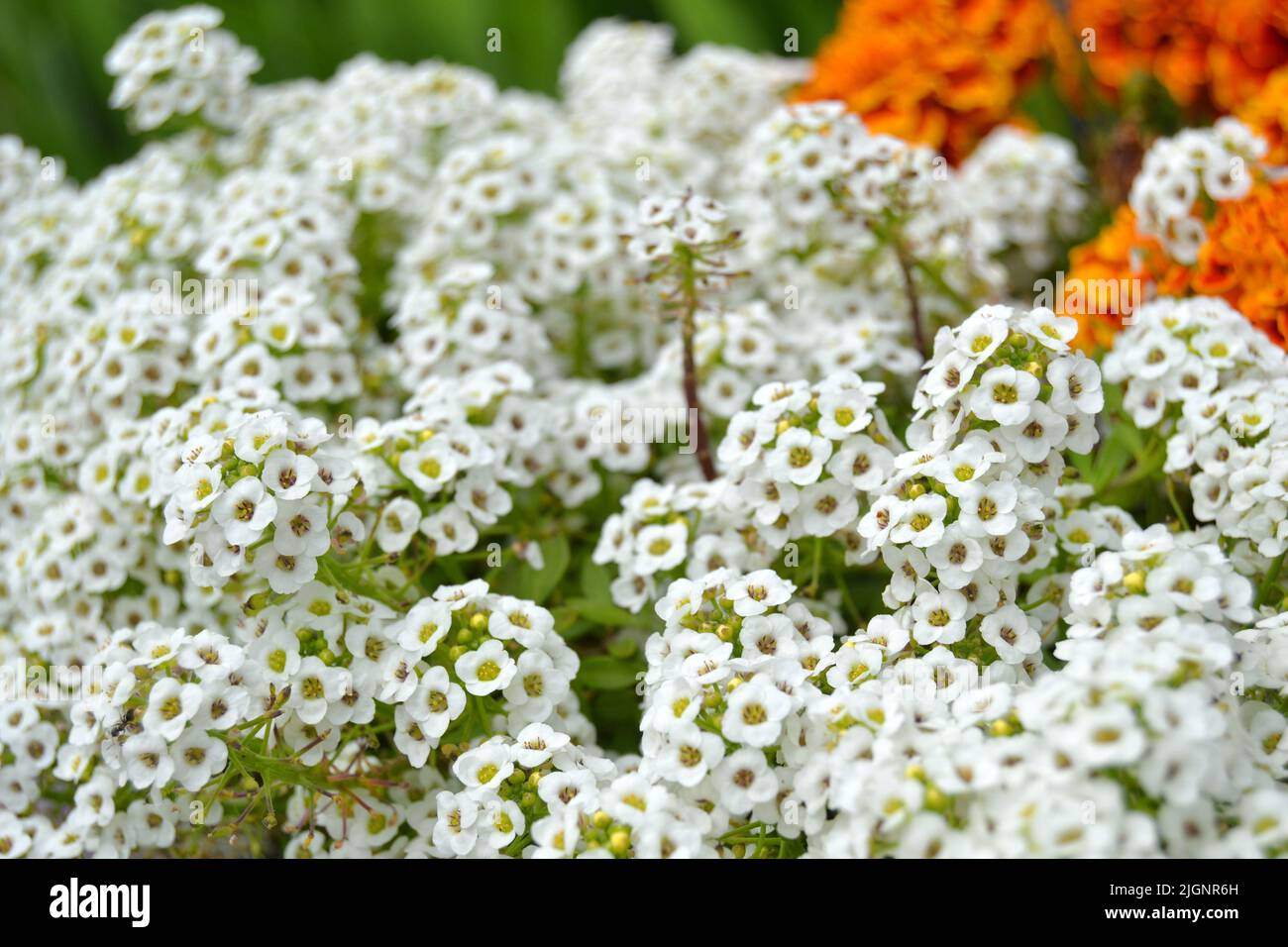 Petite snow white flowers of Lobularia maritima Alyssum maritimum