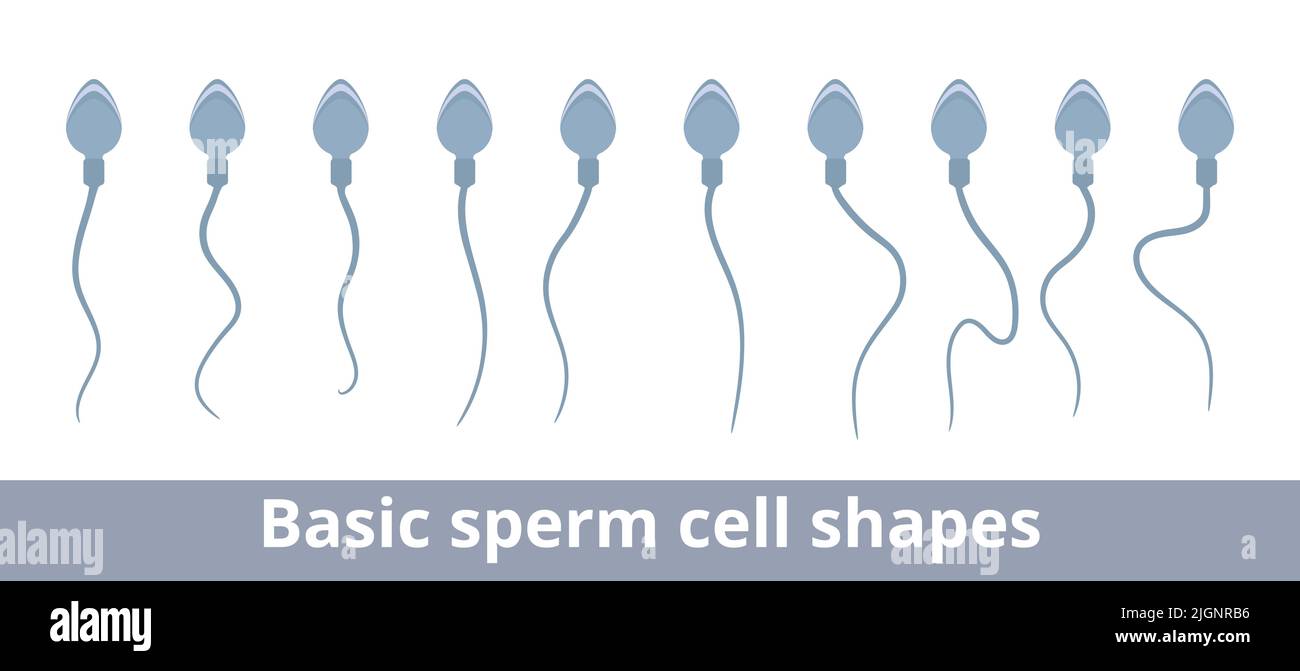 Basic sperm cell shapes. Visualization of a normal sperm cell with an oval head and a long tail. Stock Vector