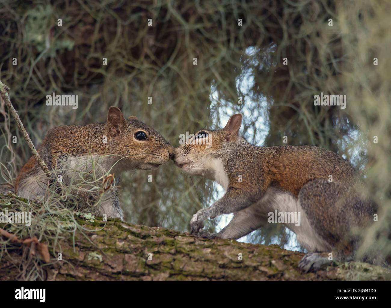 Two Young Squirrels on the Tree Stock Photo