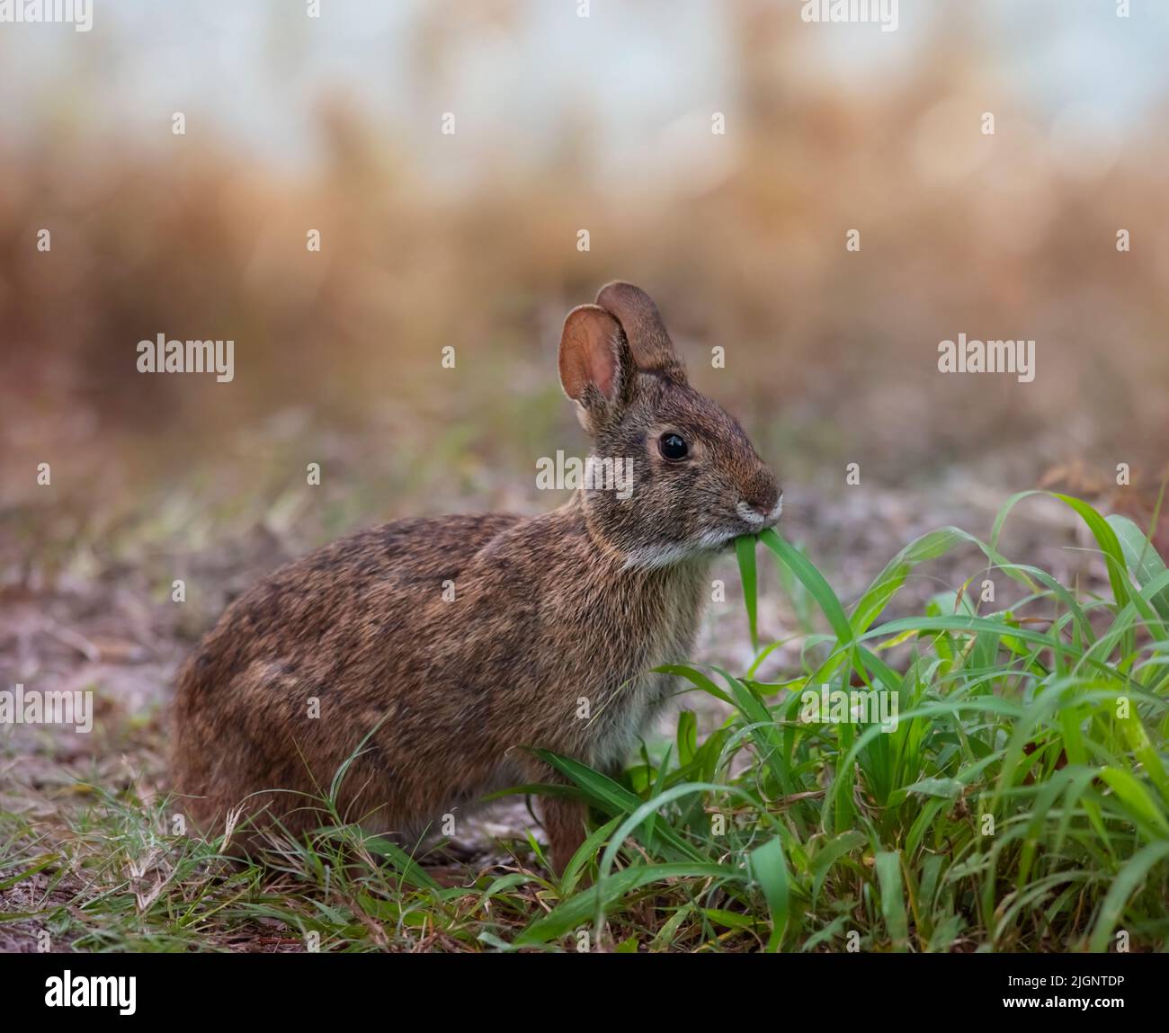 Marsh Rabbit feeds on Grass in Florida wetlands Stock Photo