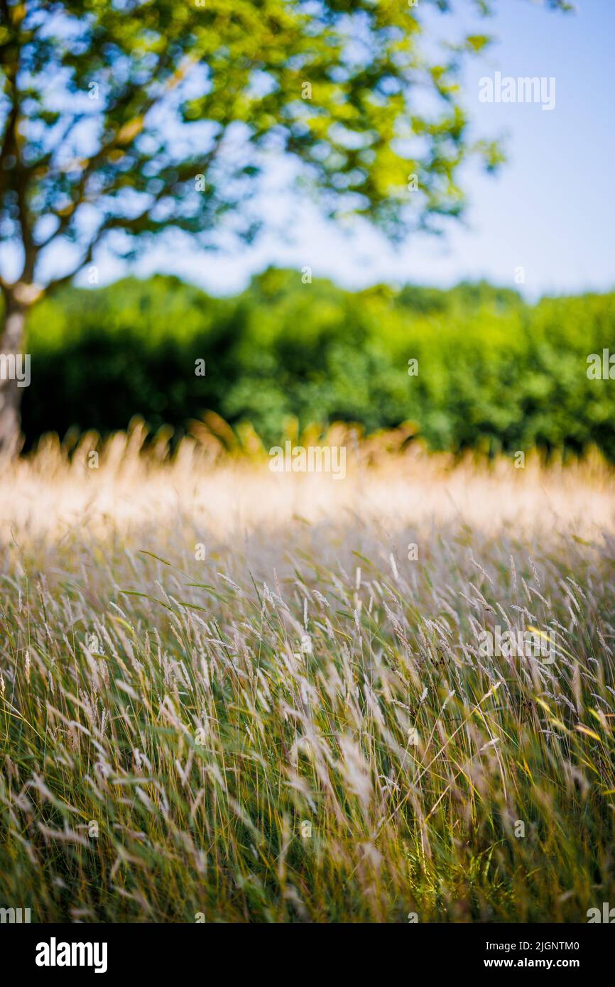Wheat meadow along the long walk, leading to Windsor Castle, Berkshire, UK Stock Photo