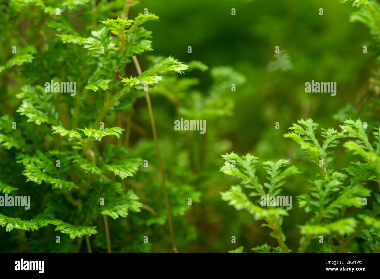 Full-frame texture background of Spike Moss fern leaves Stock Photo