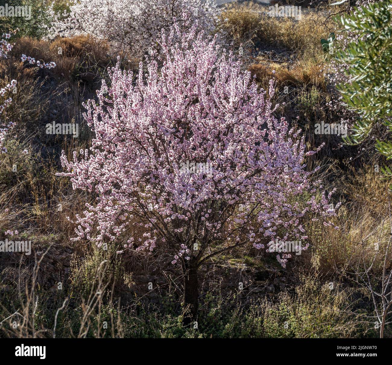 Prunus dulcis, Pink Almond Blossom Stock Photo