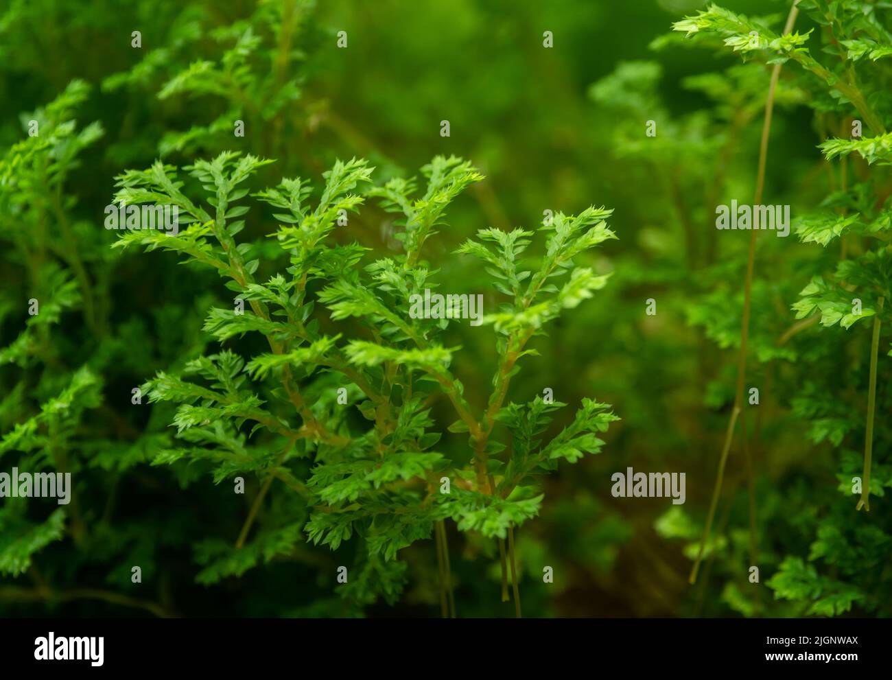 The fine and delicate leaves of the Spike Moss fern Stock Photo