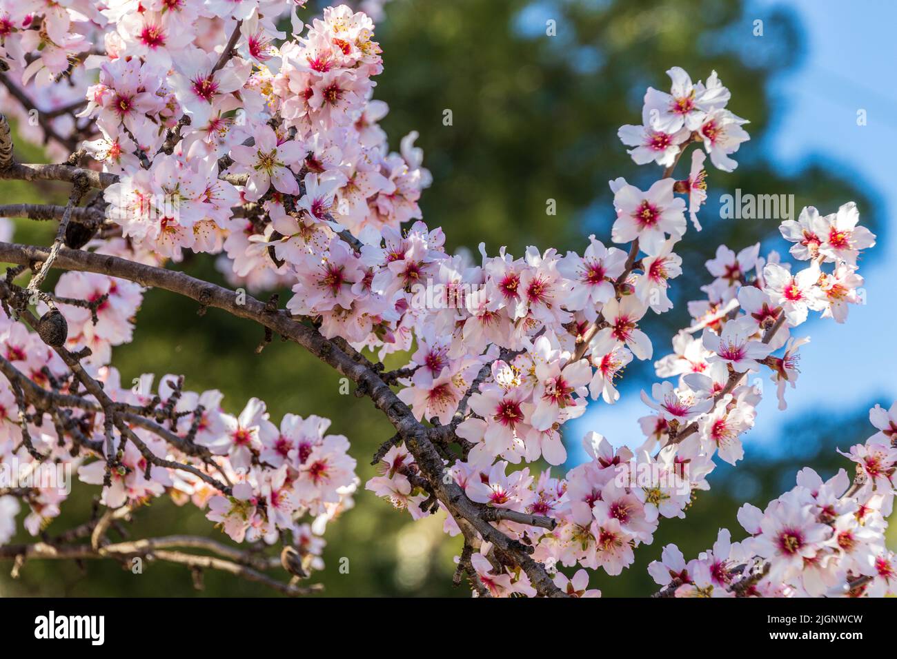 Prunus dulcis, Pink Almond Blossom Stock Photo
