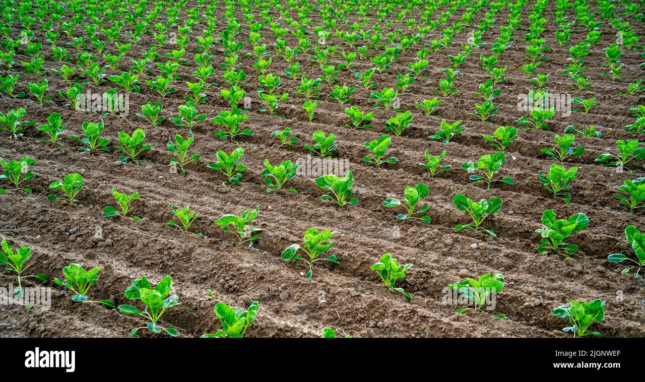 Field with young cabbage plants growing (Brassica oleracea Stock Photo