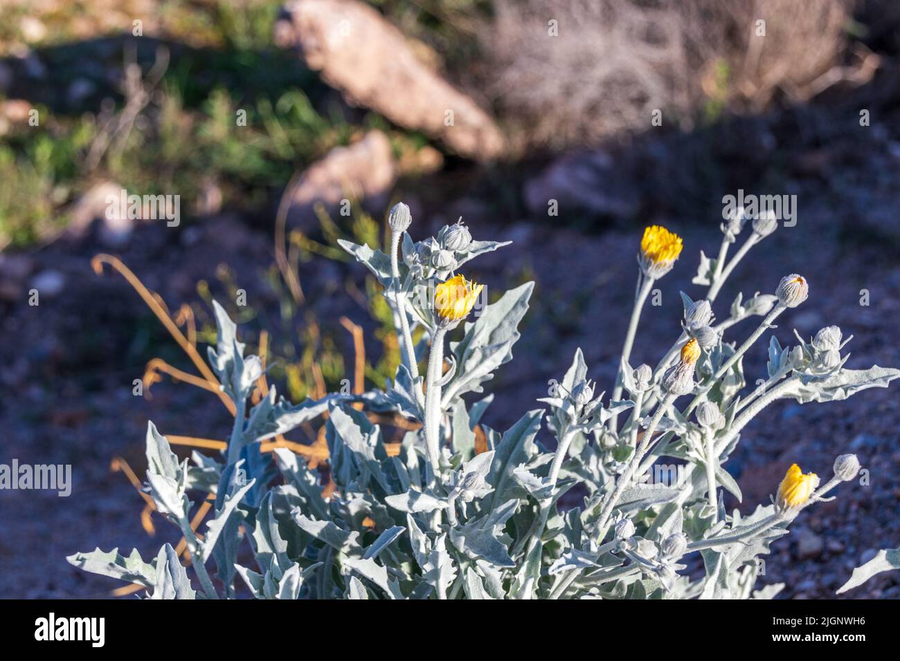 Andryala ragusina Plant in Flower Growing Wild on the Roadside in Spain Stock Photo