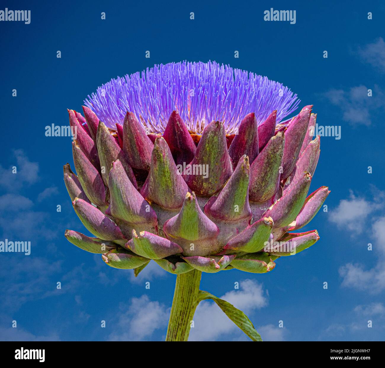 Artichoke, Cynara cardunculus. One head in full flower and one opening