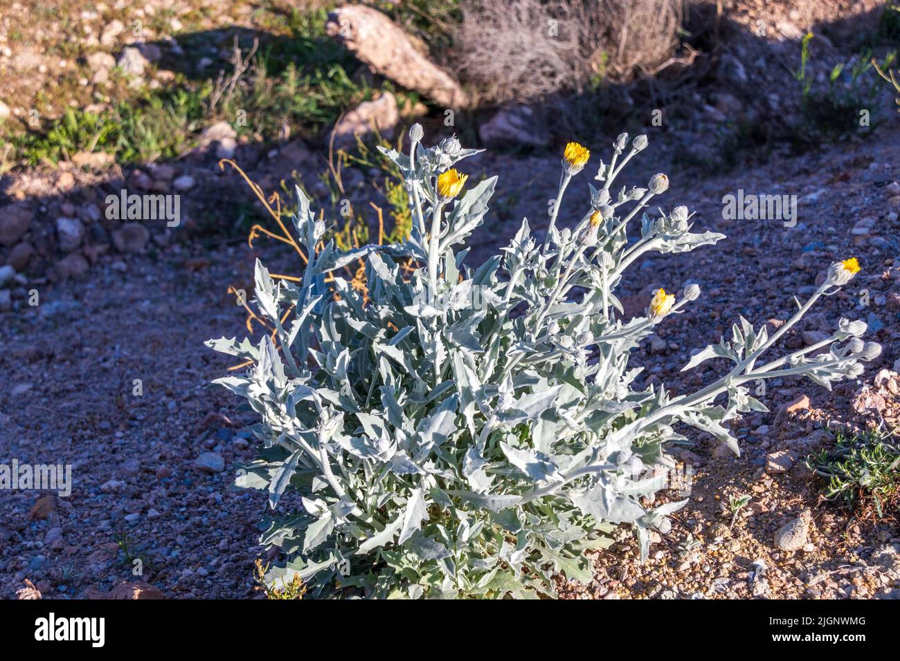 Andryala ragusina Plant in Flower Growing Wild on the Roadside in Spain Stock Photo