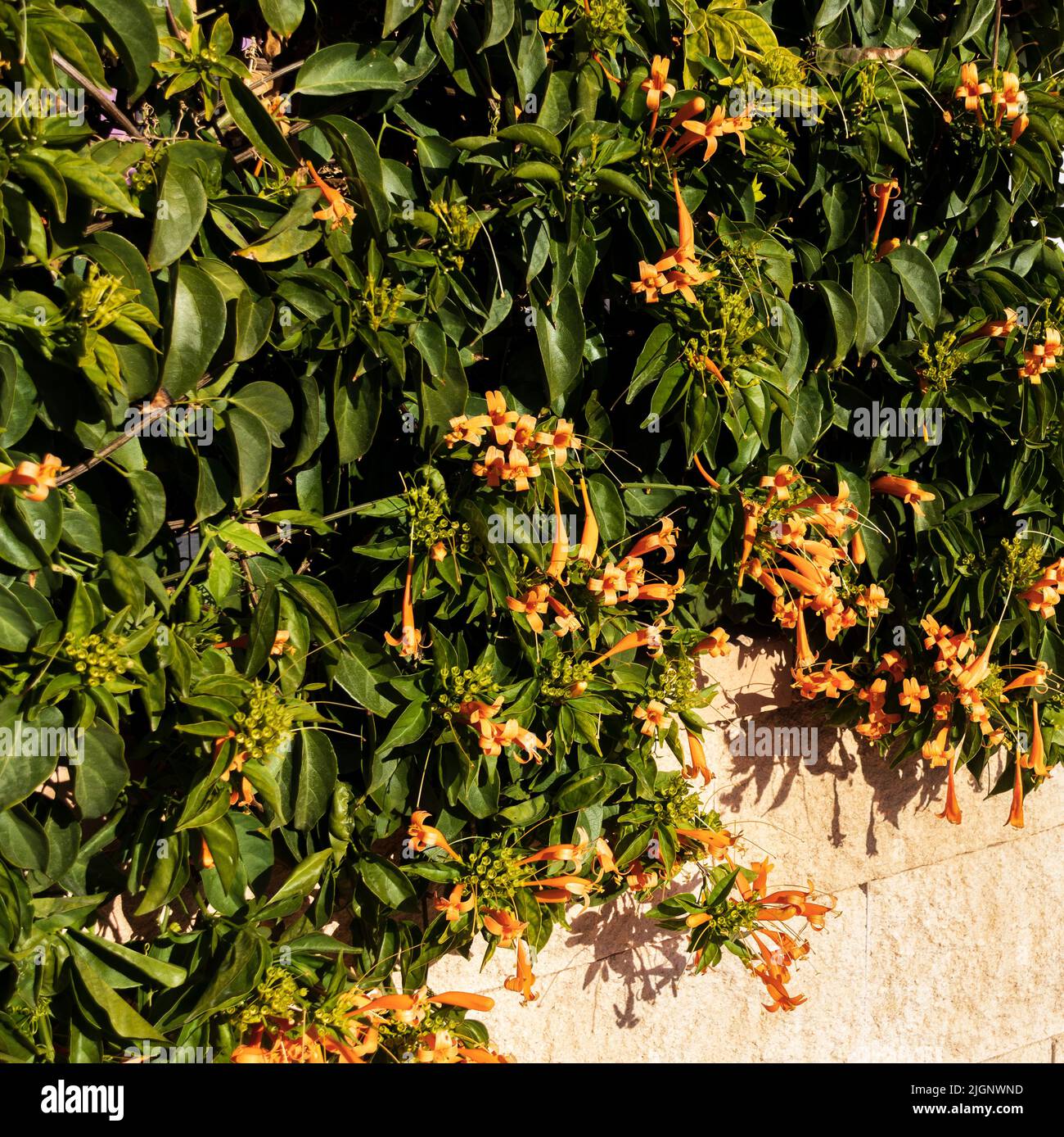Pyrostegia venusta, Orange trumpet creeper Plant in Flower Stock Photo