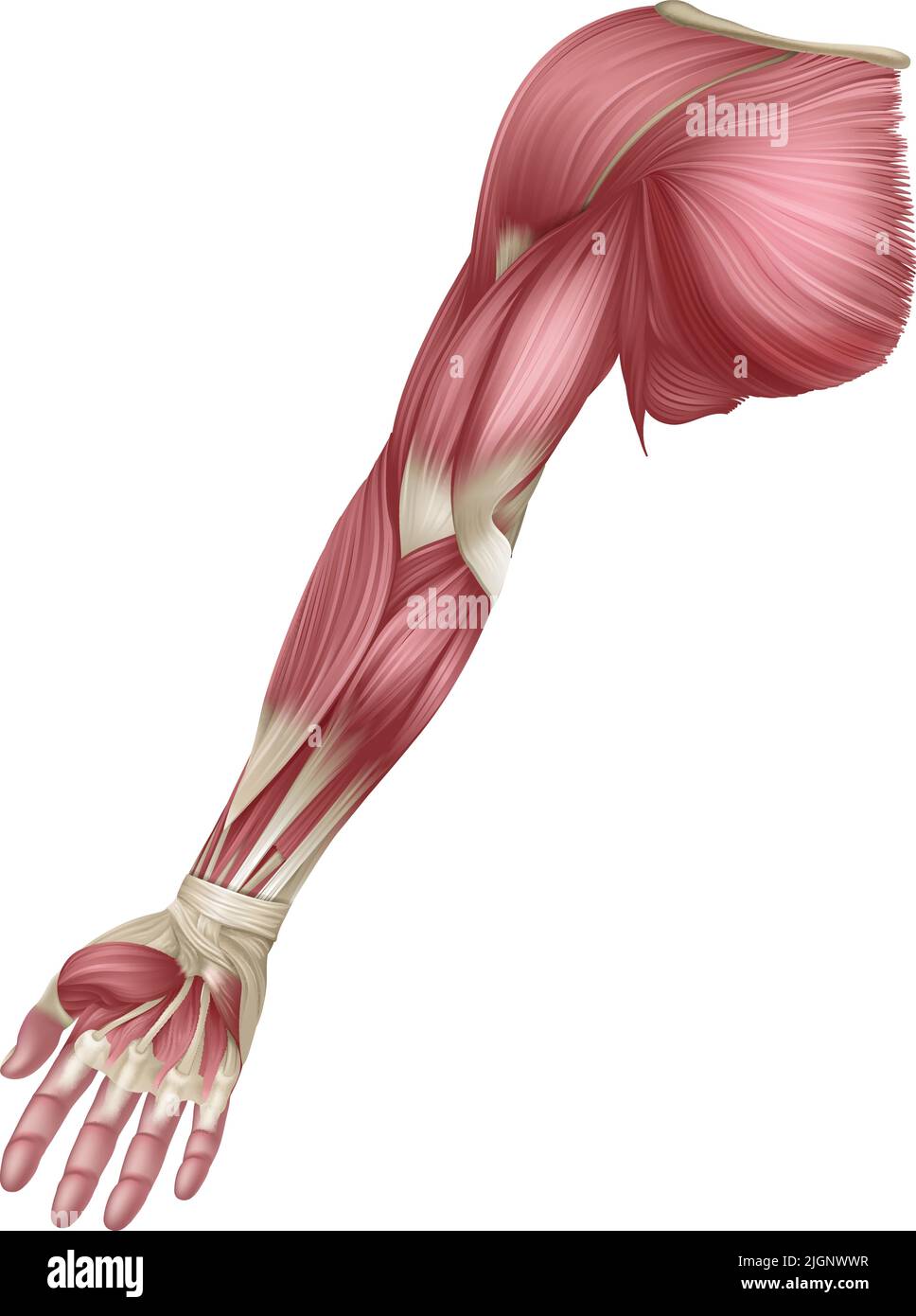 Arm Muscles Human Muscle Medical Anatomy Diagram Stock Vector Image Arm Muscles Human Muscle Medical Anatomy Diagram 2JGNWWR