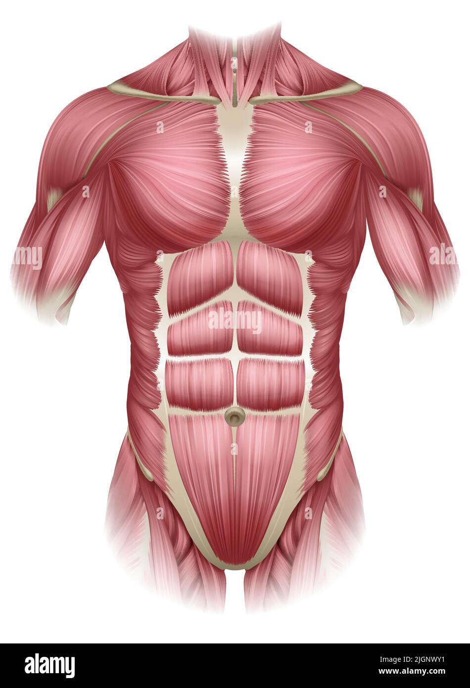 Torso Trunk Muscles Human Medical Anatomy Diagram Stock Vector Image