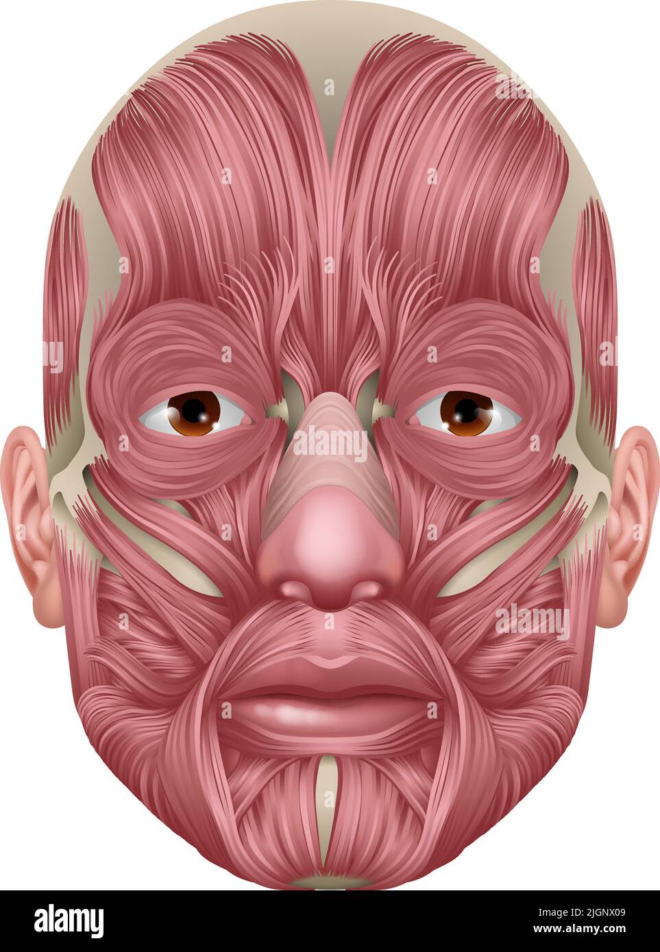 Face Muscles Human Muscle Medical Anatomy Diagram Stock Vector Image