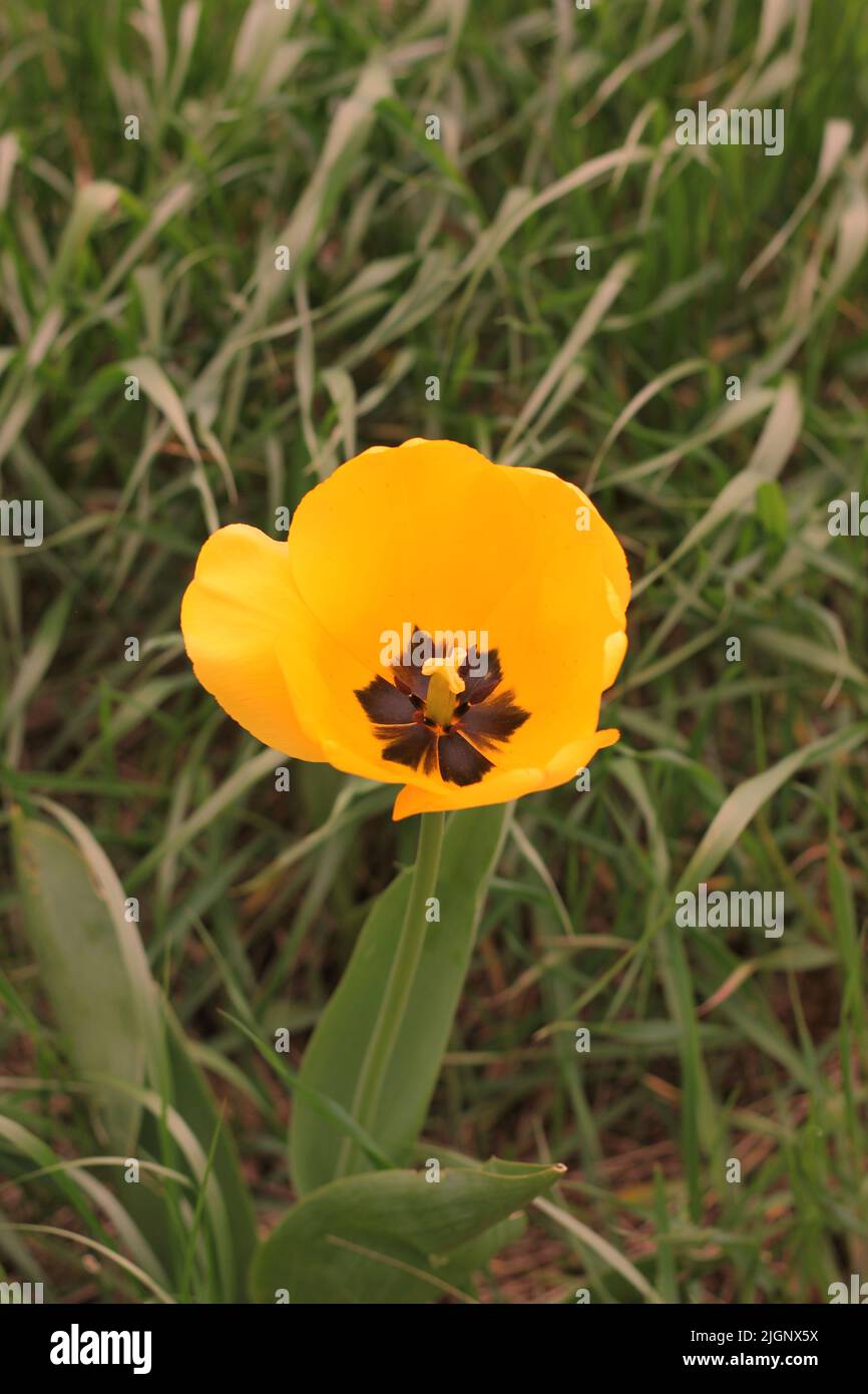 Bright yellow tulips growing in the flower garden Stock Photo - Alamy