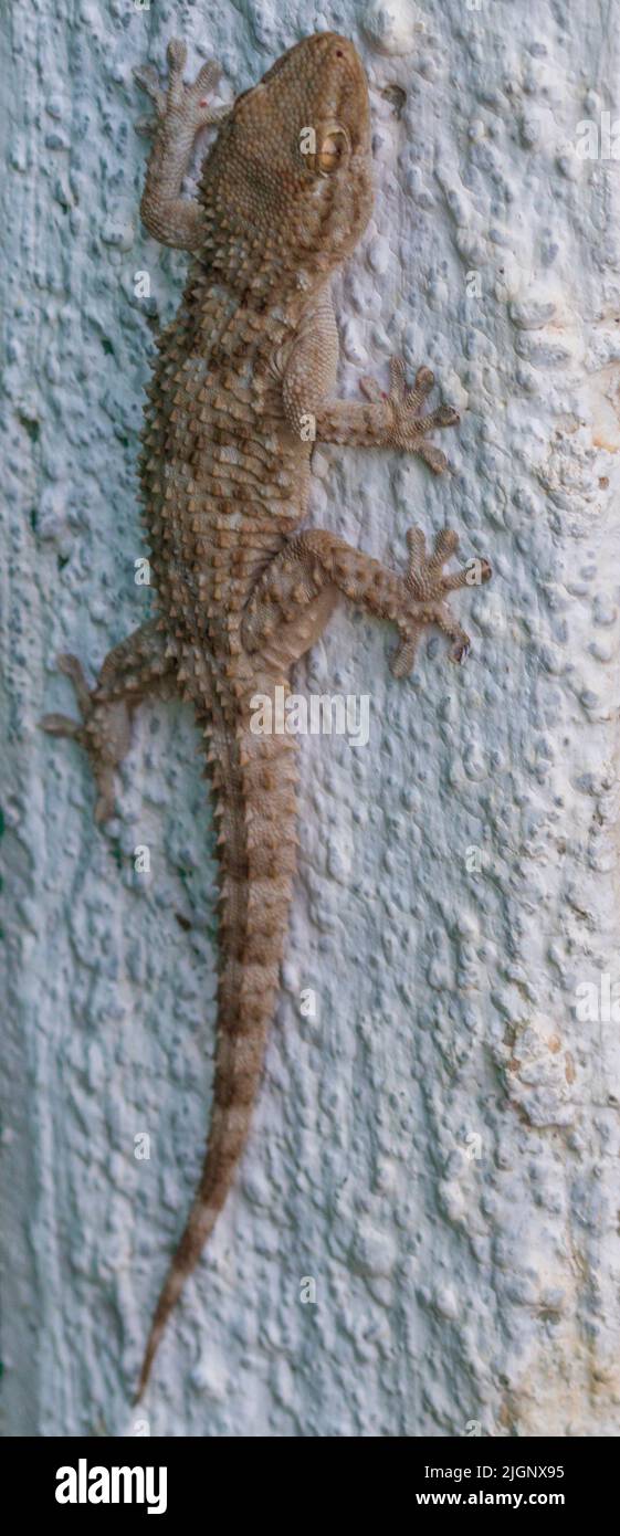 Tarentola mauritanica, Moorish Gecko on a Wall Stock Photo