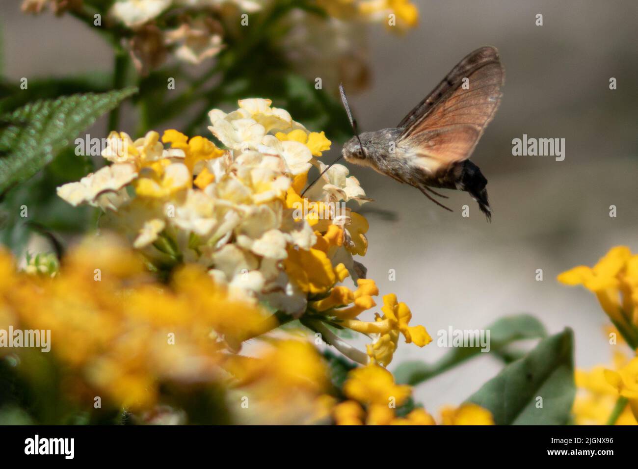 Macroglossum stellatarum,  Hummingbird Hawkmoth Feeding on a Yellow Lantana Plant Stock Photo