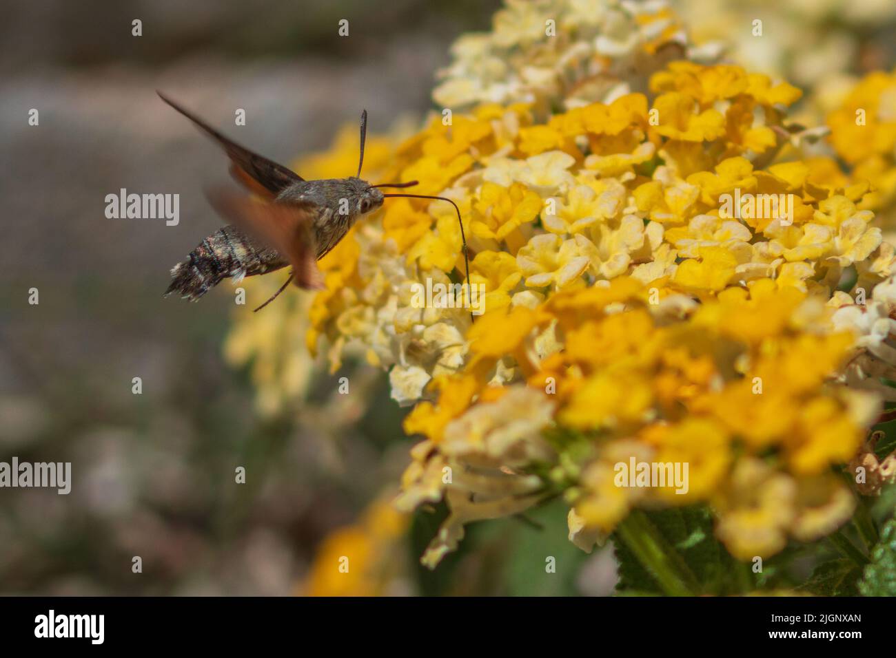 Macroglossum stellatarum,  Hummingbird Hawkmoth Feeding on a Yellow Lantana Plant Stock Photo
