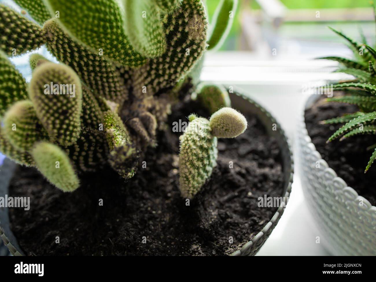 Cacti grown from seed from hi-res stock photography and images - Alamy