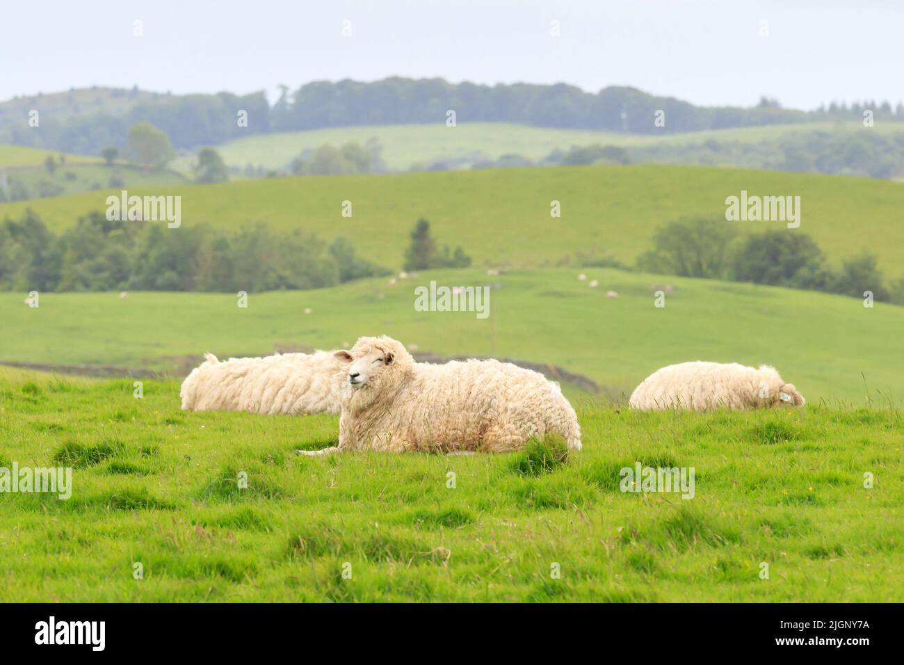 Side profile view of a small group Romney sheep lying down in a Scottish meadow Stock Photo