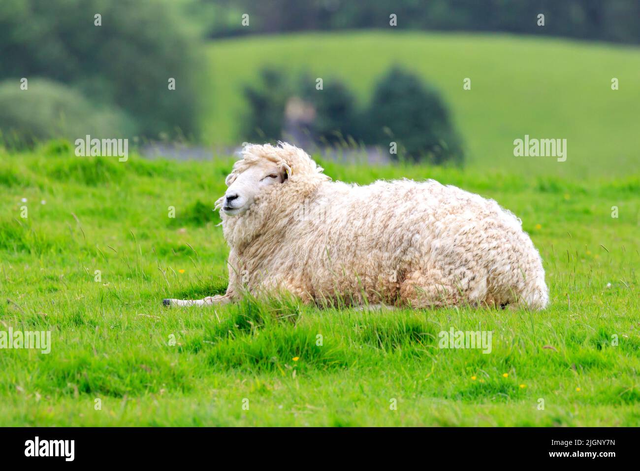 Side profile view of a single Romney sheep lying down in a Scottish meadow Stock Photo