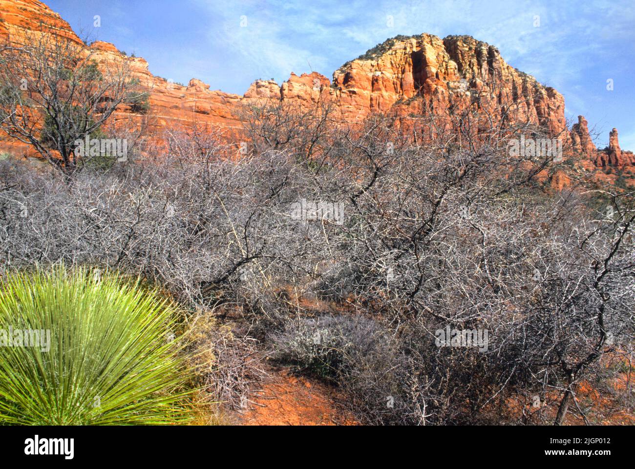 Sagebrush, (Artemisia tridentata), cactus and red rock buttes beauty in Oak Creek Canyon, Sedona Arizona, USA.Oak Creek Canyon National Park. USA Stock Photo