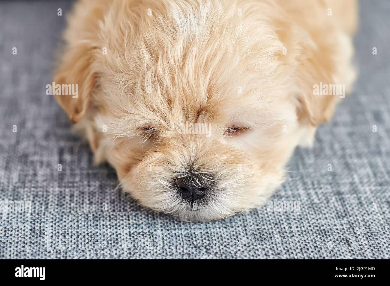 How Much Do Maltipoo Puppies Sleep