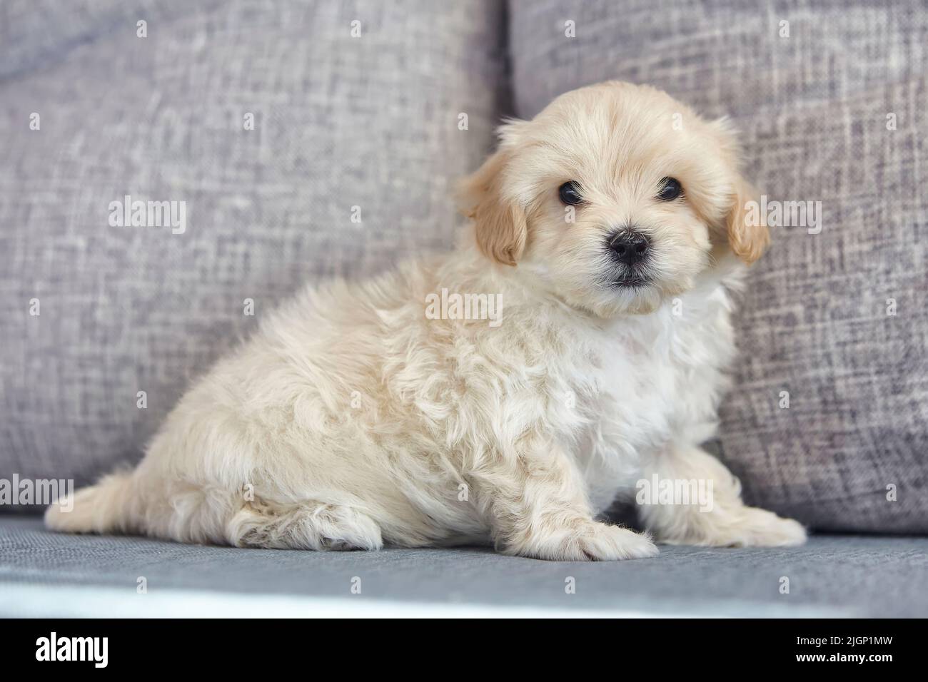 charming brown puppy maltipoo looks at the camera Stock Photo Alamy