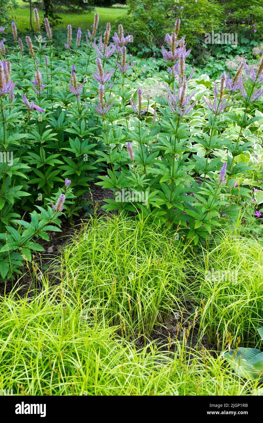 Shade garden, Plants, Sedge, Grass Veronicastrum virginicum, Carex muskingumensis perennials under shade Stock Photo