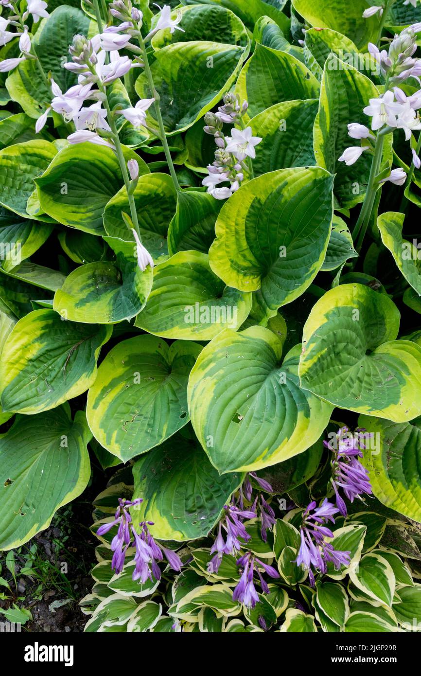 Hosta Fools Gold, Hosta Little Wonder, Hostas, Plantain Lily, Leaves, Flowers, Blue White Stock Photo