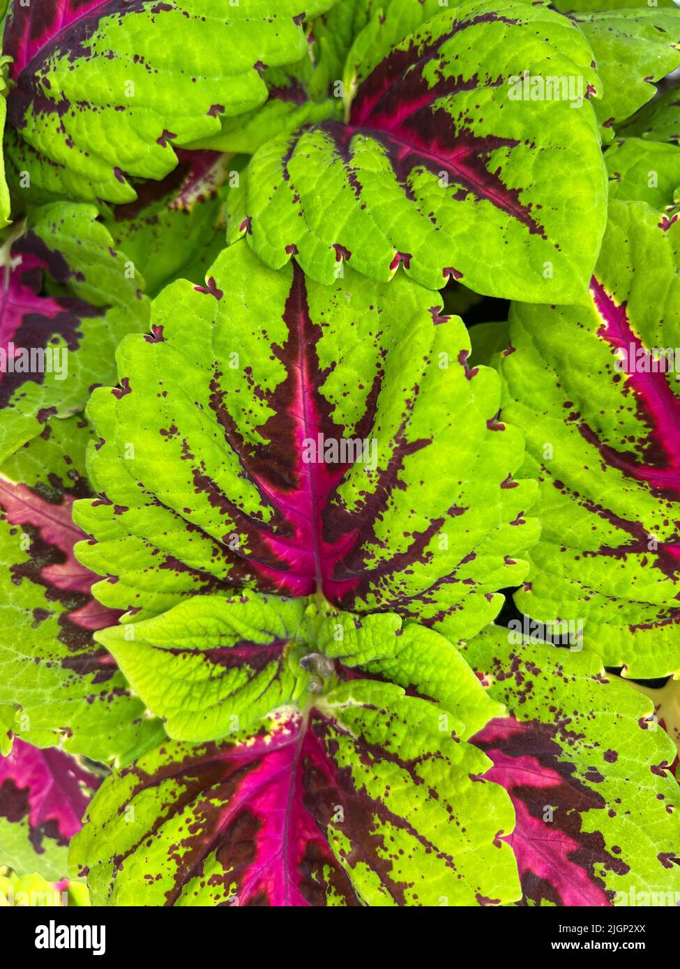 Coleus Plant. Genus: Coleus; Lour. Family: Lamiaceae Order: Lamiales Stock Photo