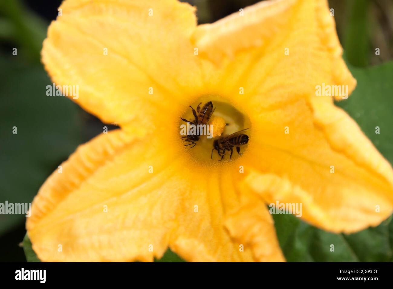 Honeybee on a pumpkin blossom Stock Photo