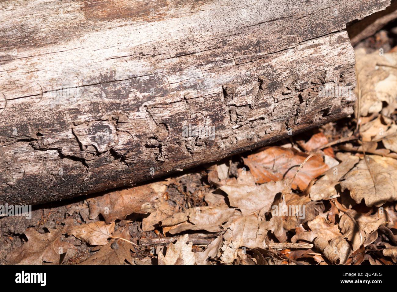 Bark beetles in a tree Stock Photo