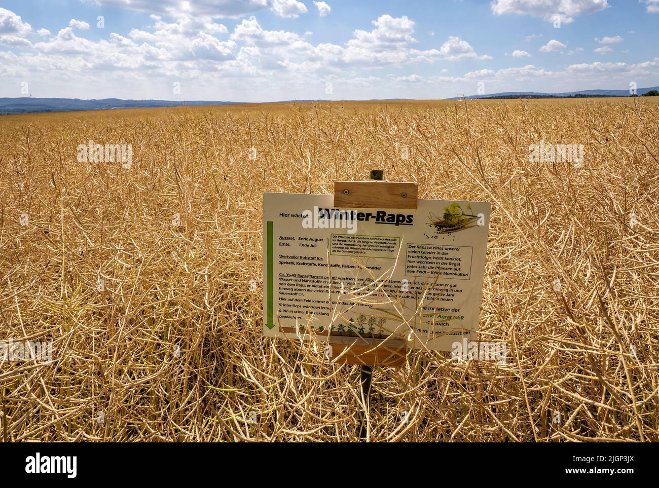 Rape field with sign in Germany in Taunus near Usingen in early July Stock Photo