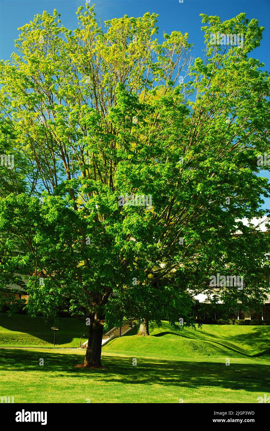 Silverleaf Maple Hi Res Stock Photography And Images Alamy