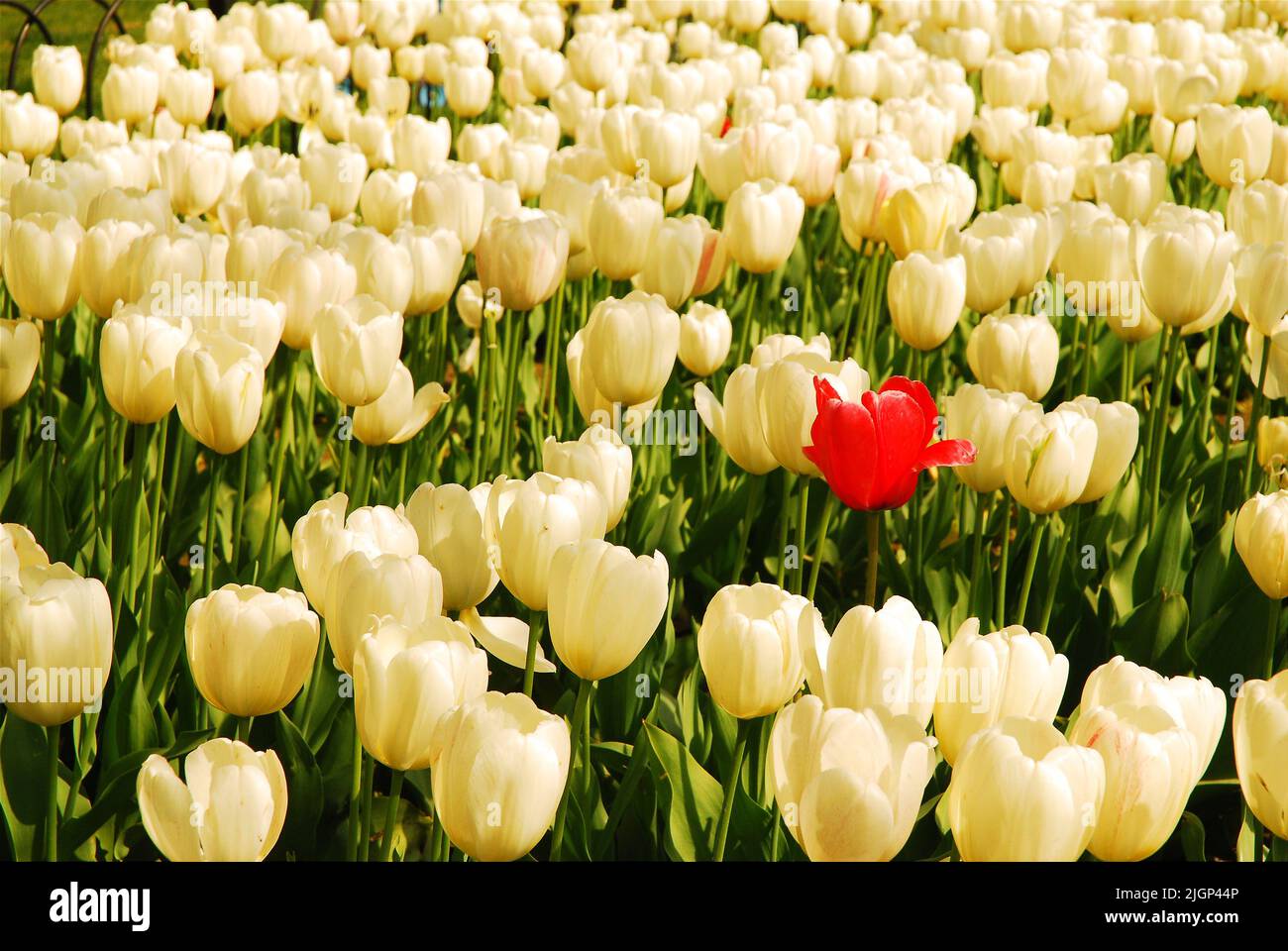 A lone red tulip stands out distinctively from the surrounding colorless flowers in a garden symbolizing individuality and uniqueness Stock Photo