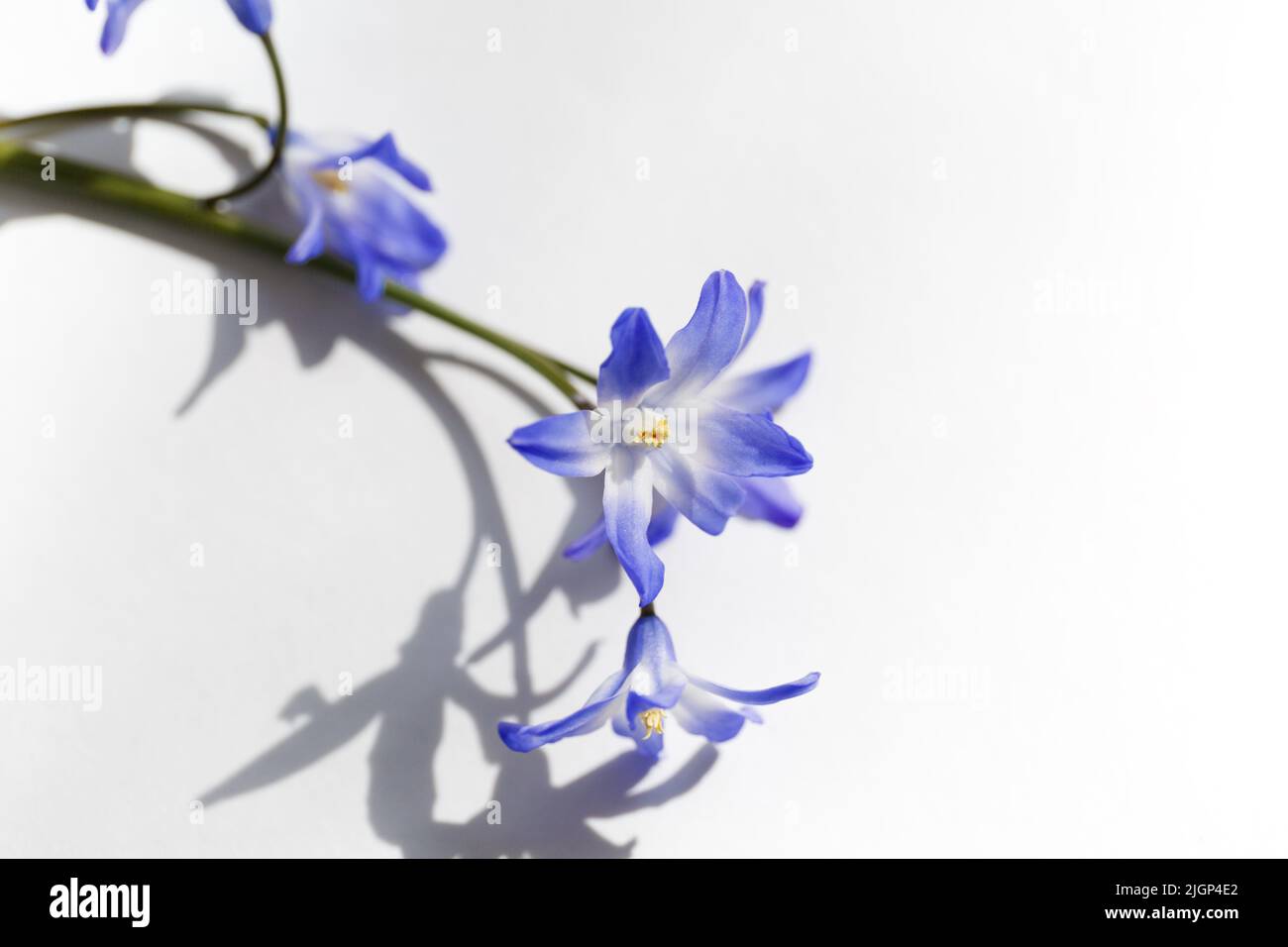 Close up of Glory-of-the-snow flowers (Chionodoxa luciliae). Blue spring flowers in bloom in the form of colorful stars. Selective focus Stock Photo